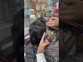 caesar cut hairstyle