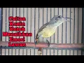 Download Lagu Suara Cuitan Konin Kolibri Ninja Untuk Pancingan / Menaikkan Emosi .