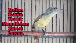 Download Suara Cuitan Konin Kolibri Ninja Untuk Pancingan / Menaikkan Emosi . MP3