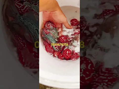 Cung cấp sỉ cá la hán - 0919679318
