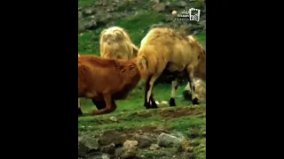 اليمن اكسبلور صعدة Bee امطار قهوة 