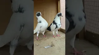 قلابي لوت قطايف 