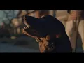 Download Lagu Farmer's Dog Ad Earns Top Super Bowl Commercial