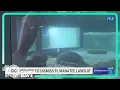 Judge refuses to dismiss lawsuit tying Florida to manatee deaths