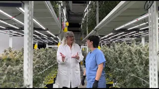 Going Natural Why PGR-Free Cannabis Matters