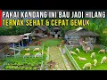 Download Lagu IDAMAN PETERNAK! PAKAI KANDANG TERKOLEKSI TERNAK JADI SEHAT CEPAT GEMUK DAN TIDAK BAU | CERITA USAHA