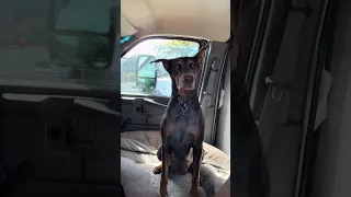 #fyp #dream #youtube #doberman #pets