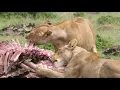 Download Hyena Lion Conflict 1 mp4 3gp mp3 videos - waplic