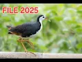 Download Lagu Tiếng Quốc Mồi 2025. #Kimmaosuvuong #tiengchimquoc #filequoc