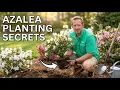 Azalea Planting Guide Soil Watering and Pruning Tips