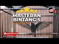 Download Lagu 🔴Masteran Srigunting Abu Abu Full Bongkar Isian Koral Tajam Semua