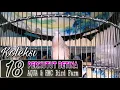 Download Lagu 18 PERKUTUT BETINA RING AQUA \u0026 HMC BIRD FARM