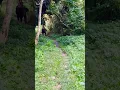 Lagu ELEPHANT RIDE... JALDAPARA NATIONAL PARK ♥️ #shorts #short #viralshorts #viral #trending