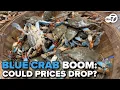 Chesapeake Bay blue crab population rebounds What it means for summer prices