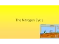 The Nitrogen Cycle Quiz GCSE Science OCR Gateway