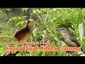 Download Lagu Suara Pikat Ciblek Gunung/Keprek