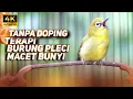 Lagu TERAPI BURUNG PLECI MACET BUNYI CEPAT GACOR | MASTERAN PLECI BAHAN AUTO GACOR BERJAMAAH