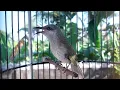 Download Lagu Kecial Kombok lombok gacor tembakan rapat durasi pandek - Masteran dan Terapi Burung Macet Bunyi