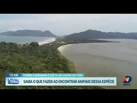 Cobra caninana é vista na Lagoa do Peri, em Florianópolis