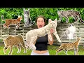 Download Lagu ALL MY EXOTIC CATS IN ONE VIDEO!