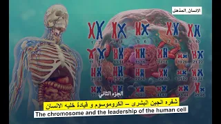 شفره الجين البشرى   الجينات وكيف تعمل  الكروموسوم و قيادة خليه الانسان    الجزء الثاني   دندنها