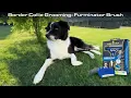 Border Collie Grooming Furminator Brush