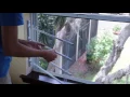 OPTIM WINDOW GUARD