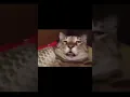 SLEEPING CAT MEME TEMPLATE - FUNNY CAT