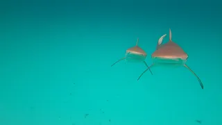 Fast Shark Attack (You Died) #shorts