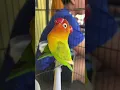 Download Lagu Lovebird konslet #lovebird #lovebirdkonslet