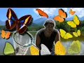 Butterflies in Brazil Wild Brazil - BUTTERFLY Expedition Atlantic Rainforest with Bart Coppens