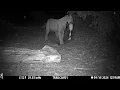 Smooth Ear Mountain Lion Kills Twice