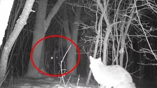 5 echte aufnahmen die einen werwolf zeigen 
