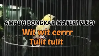masteran pleci wit wit cer tulit tulit ampuh dan cepat ngunci materi 