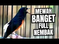 Download Lagu MURAI BATU GACOR FULL ISIAN TEMBAKAN MEWAH SANGAT AMPUH BUAT MASTERAN MURAI BATU ANDA