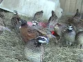 Mississippi Bobwhite Quail and Tennesse Red s