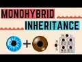 IGCSE BIOLOGY REVISION Syllabus 17 - Monohybrid Inheritance