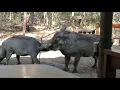 Download Lagu Warthog mating sounds and actions in the bush...