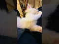 Download Lagu Cutest Lap Cat Ever? 🐾 Yuki the Fluffy White Maine Coon Kitten enjoys cuddling ! 😍