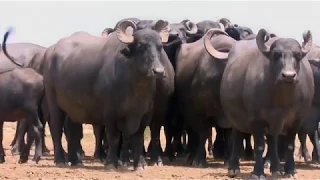 ES Rural: Conheça uma criação de búfalas no norte do Espírito Santo