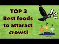 Top 3 foods to befriend crows food to attract crows to Your Yard