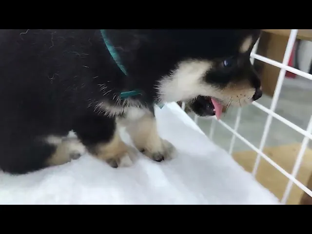 動画
