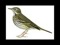 Download Lagu Tree Pipit Anthus trivialis
