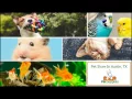 Pet Store In Austin TX