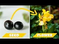 Download Lagu Growing Cannas from Seed! My preferred way!