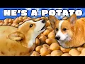 Best of Hammy Being a Potato Compilation