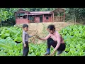 Lagu The peaceful life of a single mother, gardening and growing clean vegetables.