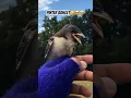 Download Lagu Burung kekep babi terpintar😍🤩🥳 #freeflyparrots #kekepbabi #burung #kekep #shorts #fyp #viral