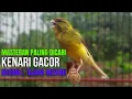 Download Lagu CUIT CUIT SUARA Kenari PANCINGAN EFEKTIF Cocok untuk Masteran KENARI PAUD \u0026 Kenari Macet BUNYIGACOR