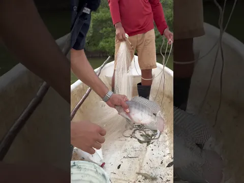 PESCANDO TILAPIAS GIGANTES